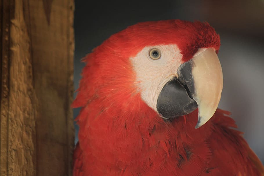 macaw, ave, bird, parrot, animal, tropical bird, exotic bird HD wallpaper