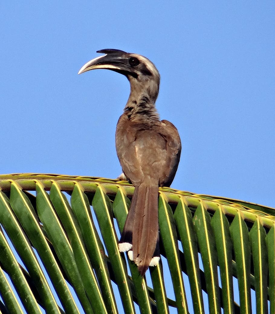 indian grey hornbill, ocyceros birostris, bird, male, dharwad, HD wallpaper