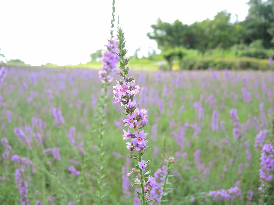 purple, lavender, flowers, flowering plant, beauty in nature HD wallpaper