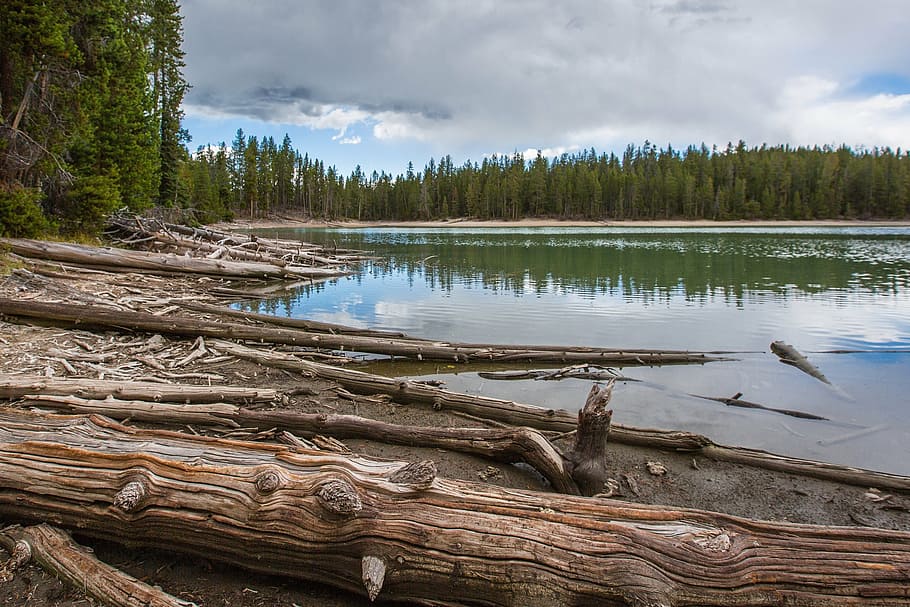 lake, logs, landscape, wood, outdoors, nature, sky, forest HD wallpaper