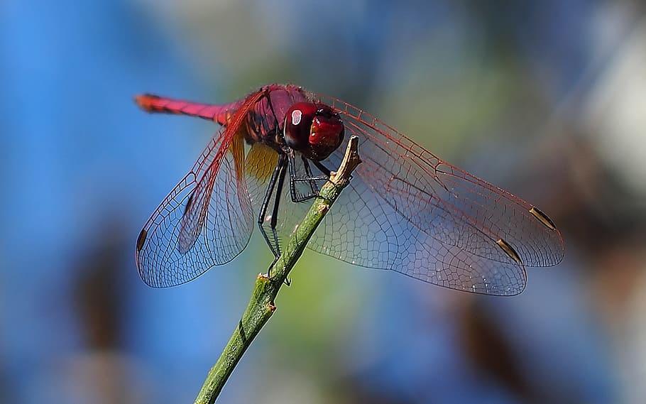Dragonfly, Insect, Macro, Nature, one animal, animals in the wild HD wallpaper
