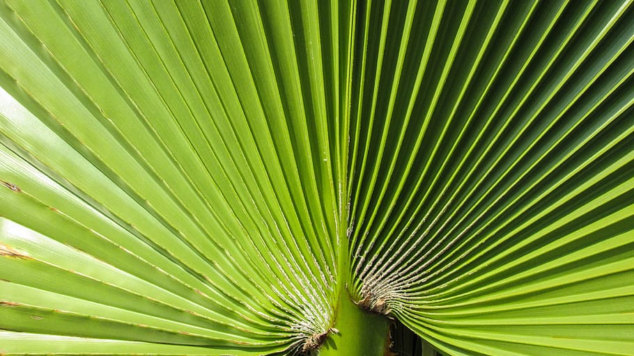 Palm, Leaf, Nature, Plant, green, tropical, palm tree, palm leaf HD wallpaper