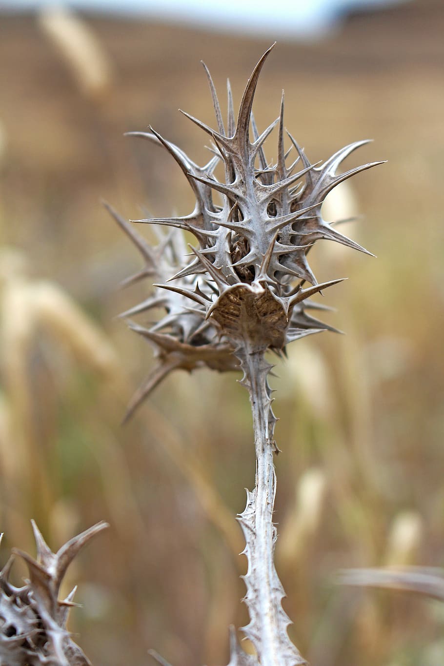 thistle, nature, plant, close, nature prickly, close-up, focus on foreground HD wallpaper