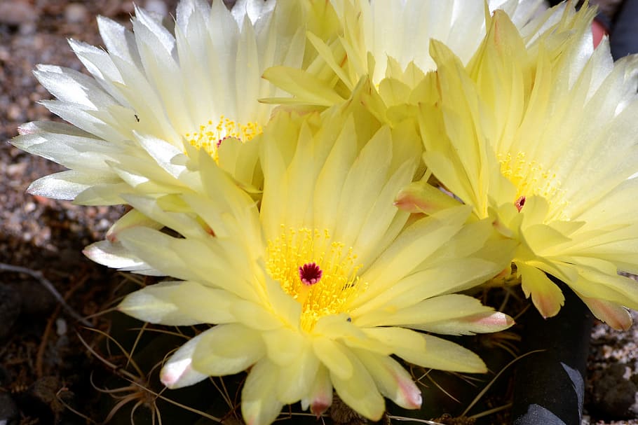Cactus, Garden, Spring, flowering cactus, flowers, petal, freshness HD wallpaper