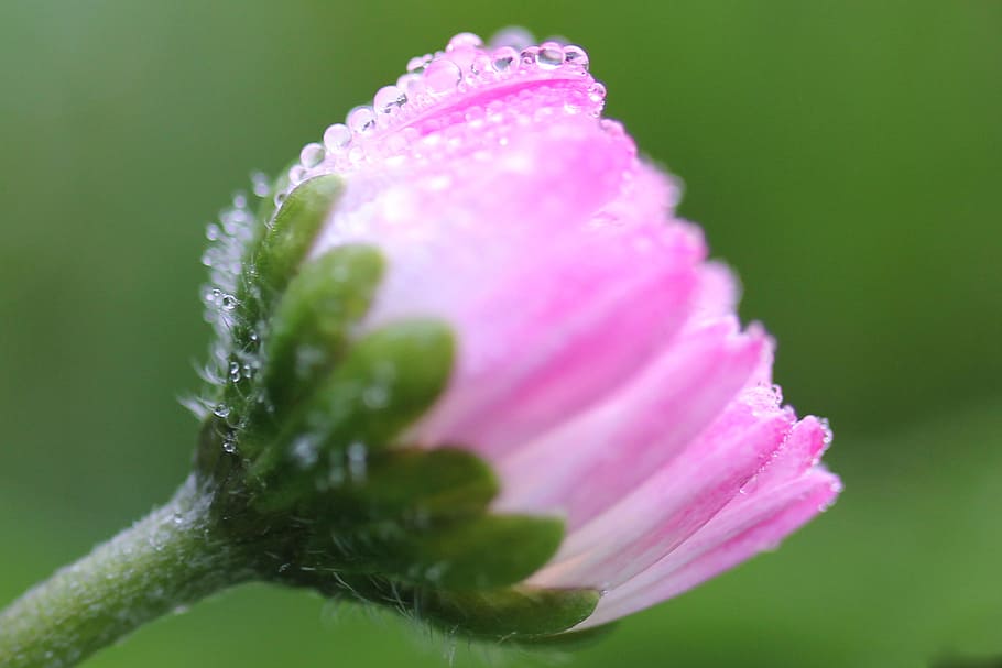 Pink, Petals, Dew, Water, marguerite, flower, green, fragility HD wallpaper