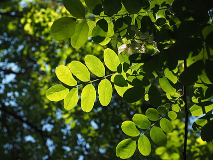 leaf, green, leaf veins, filigree, leaf structures, tree, shine through HD wallpaper