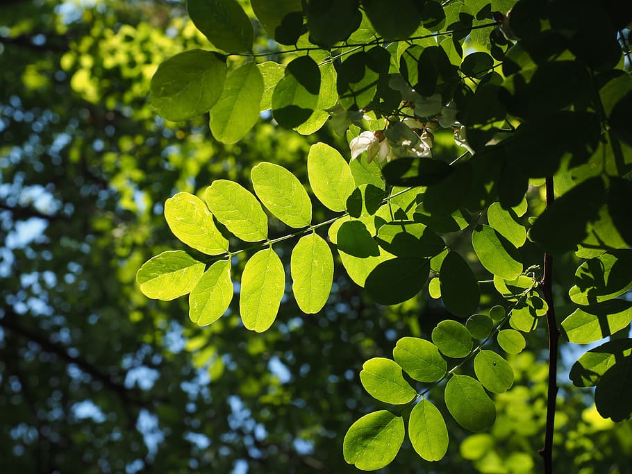 leaf, green, leaf veins, filigree, leaf structures, tree, shine through HD wallpaper