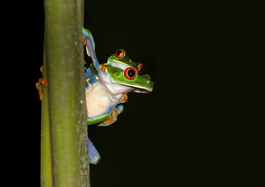 two frogs on plant stem, red-eyed tree frog, costa rica, tropics, HD wallpaper