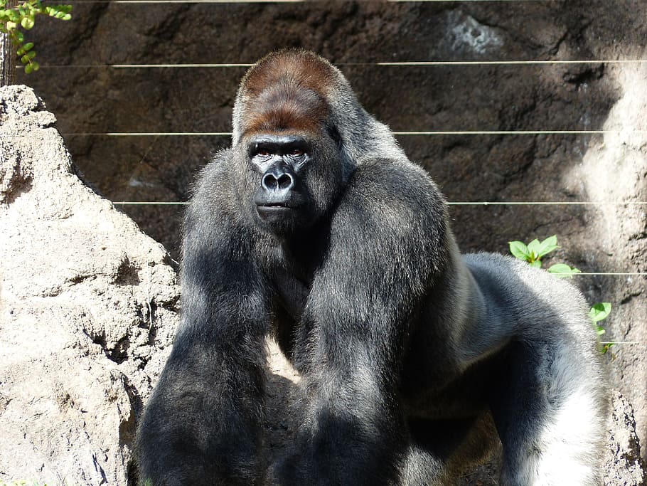 black gorilla on focus photo, Monkey, Ape, Mammal, animal, silverback HD wallpaper
