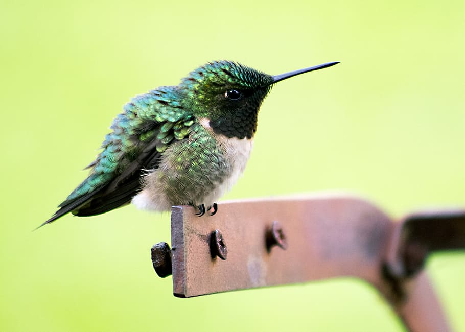 beak, bird, close-up, eye, green, hummingbird, macro, perched HD wallpaper