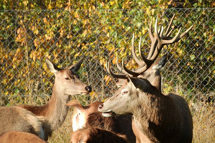 Hart, Doe, Antlers, park, animals in the wild, animal wildlife HD wallpaper