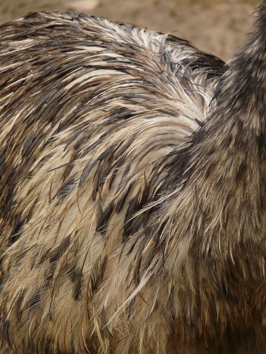 emu, plumage, bird, feather, animal, dromaiidae, dromaius, flightless laufvogel HD wallpaper