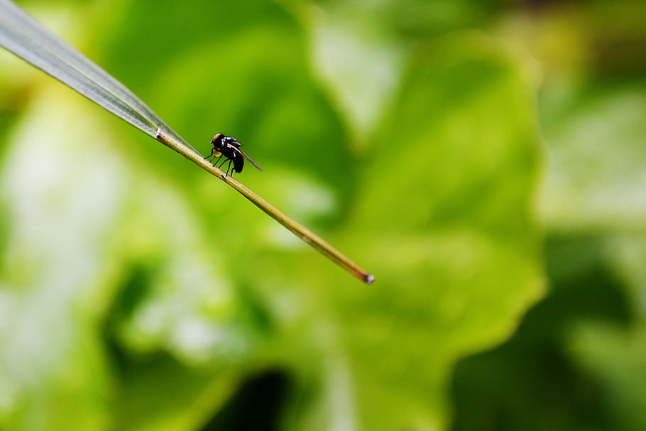 fly, leaf, green, nature, bug, lay eggs, sri lanka, mawanella HD wallpaper