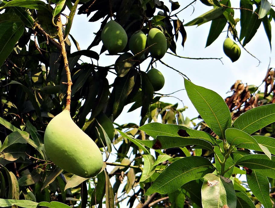 mango, totapuri, high-yield, fruit, tropical, india, nature HD wallpaper