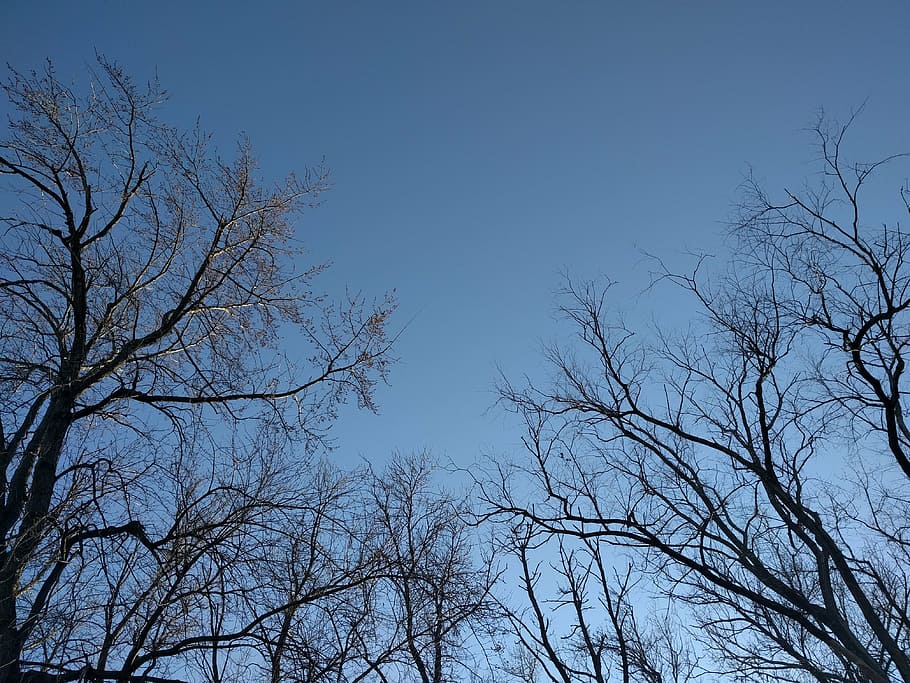 tree, outside, outdoors, nature, woods, park, sky, fall, foliage HD wallpaper