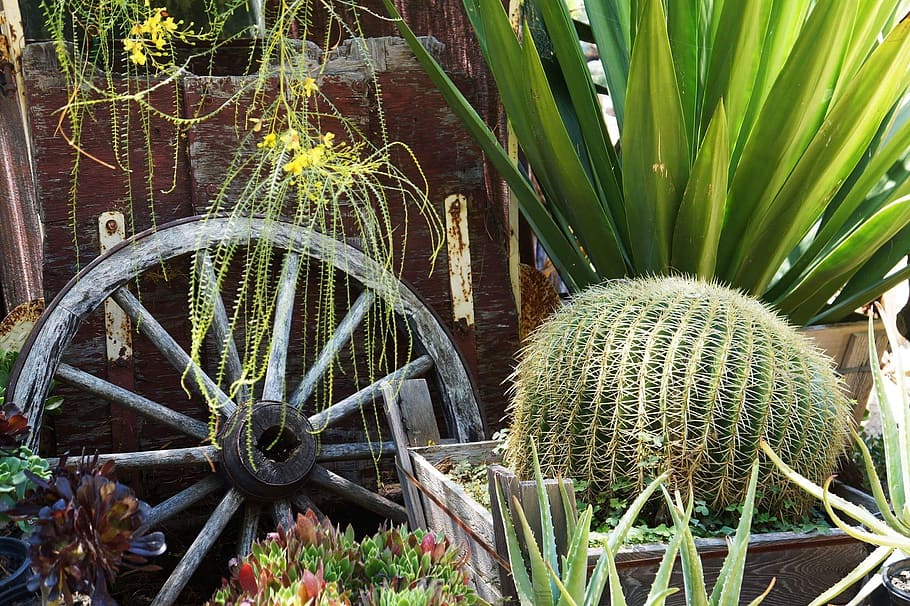 Nursery, Plants, Cactus, Vintage, green, wheel, nature, greenery HD wallpaper