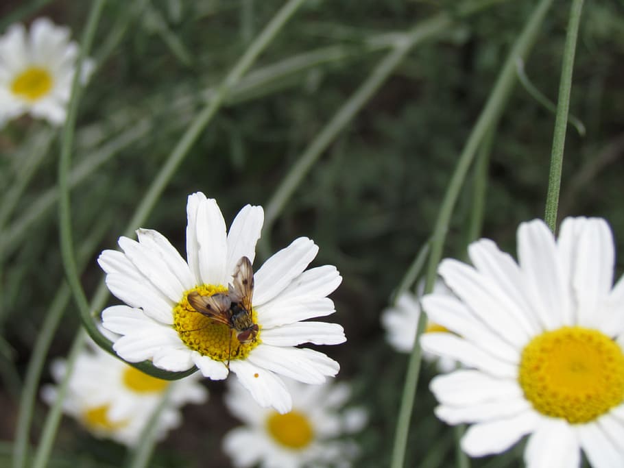 Bee, Nature, margaret, flower, petal, fragility, white color HD wallpaper