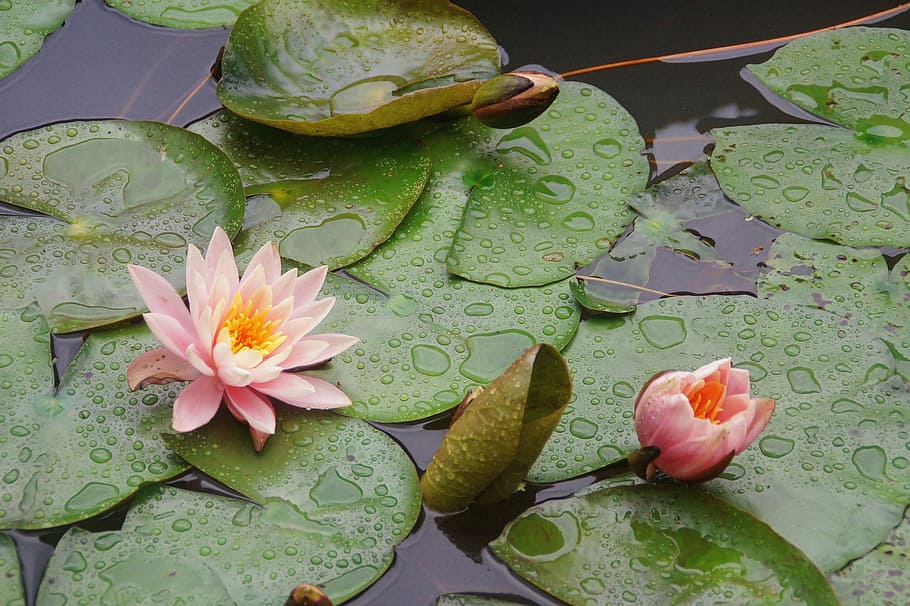 Peachy, Waterlily, Flower, leaf, water lily, floating on water HD wallpaper