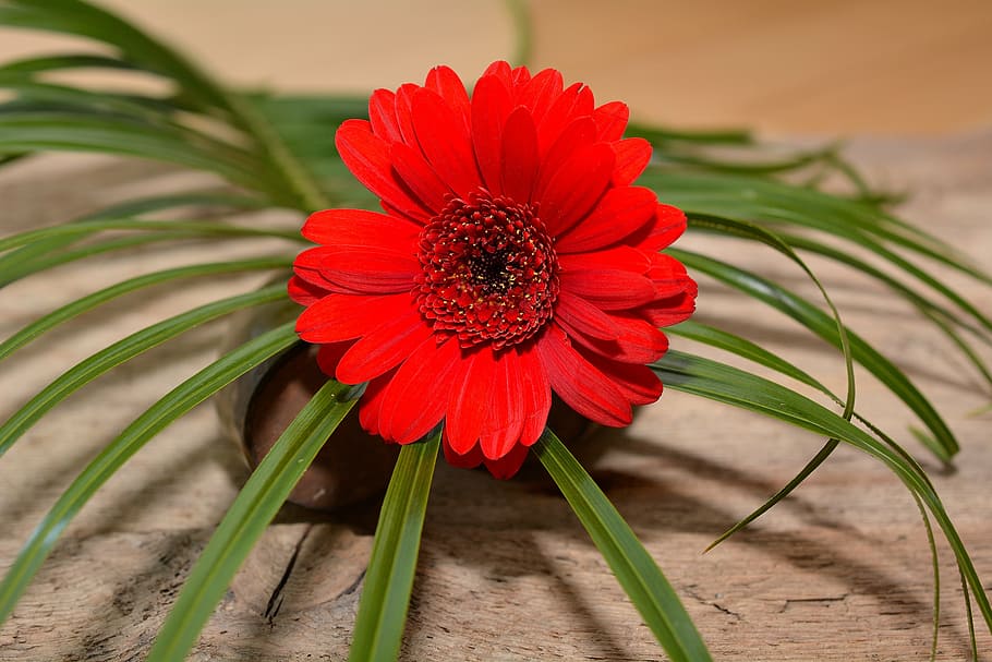 gerbera, flower, blossom, bloom, grass, red, plant, close, schnittblume HD wallpaper