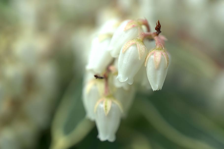 closeup photo of white petaled flower, bell, spring, nature HD wallpaper