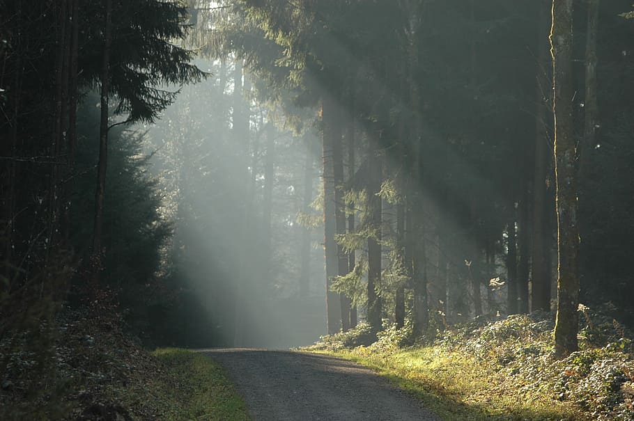sunlight on road with trees, forest, ray of light, sunbeam HD wallpaper