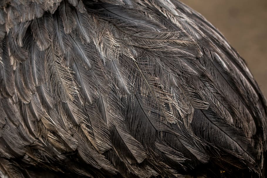 bouquet, feather, flightless bird, strauss, ostrich, big bird HD wallpaper