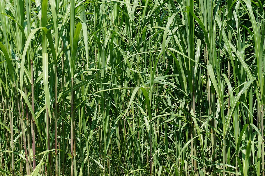 bamboo grass, green, texture, background, pattern, nature, growth HD wallpaper