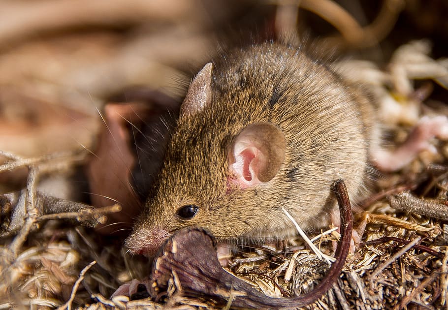antechinus, marsupial mouse, native, queensland, australia HD wallpaper
