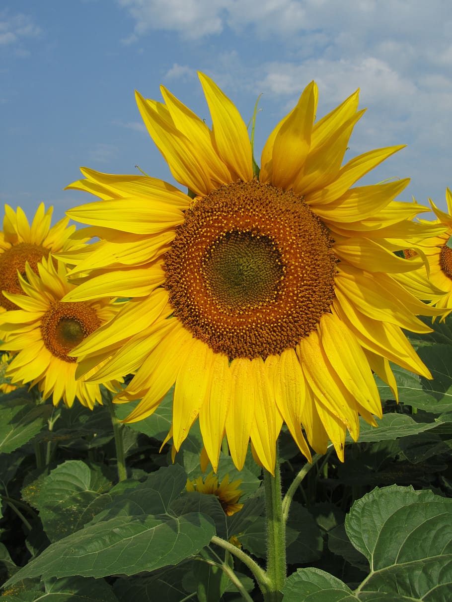 field, sunflower, flowers, flowering plant, yellow, vulnerability HD wallpaper