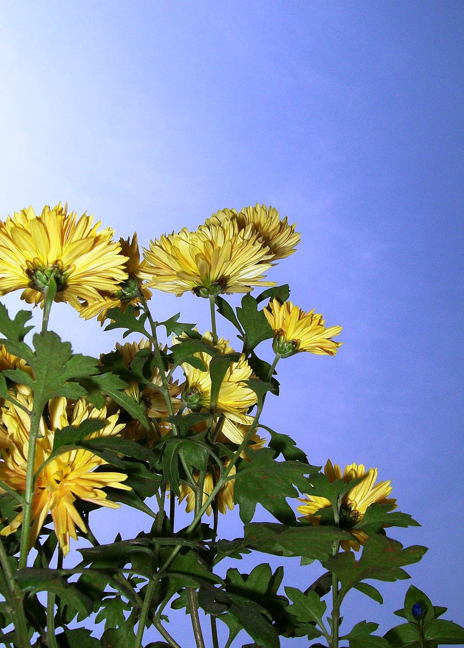 flowers, yellow, nature, plant, sky, flowering plant, growth HD wallpaper
