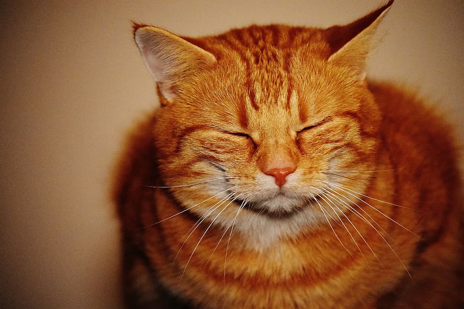 cat, red, funny, cute, mackerel, tiger, sweet, cuddly, animal HD wallpaper