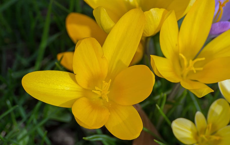 spring, crocus, flower, bloom, flowering plant, yellow, freshness HD wallpaper