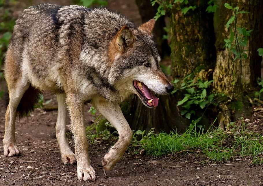 HD wallpaper: wolf walking in forest, wild animal, beautiful, animal world  | Wallpaper Flare