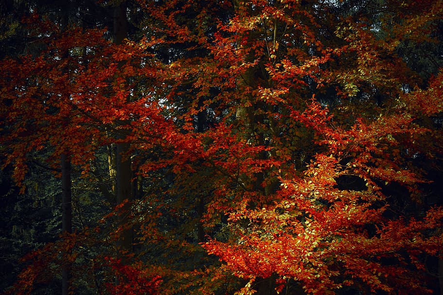 nature, forest, trees, leaves, autumn, environment, fall, fall foliage HD wallpaper
