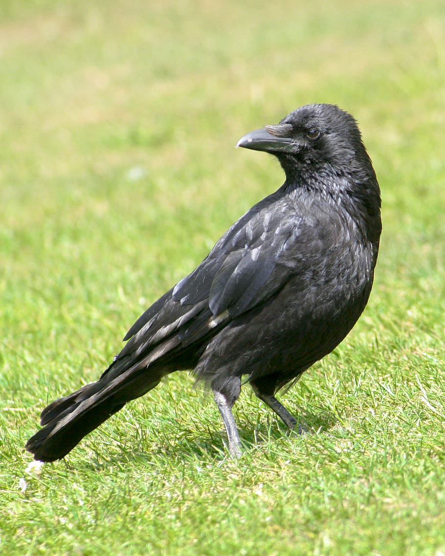 bird, blackbird, birds, standing, feathers, animal wildlife HD wallpaper