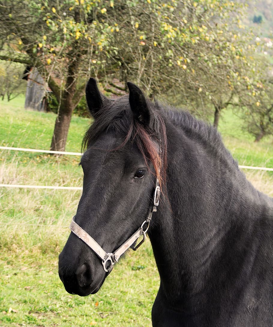 Horse, Rap, Friendly, Attention, horse head, pferdeportrait HD wallpaper