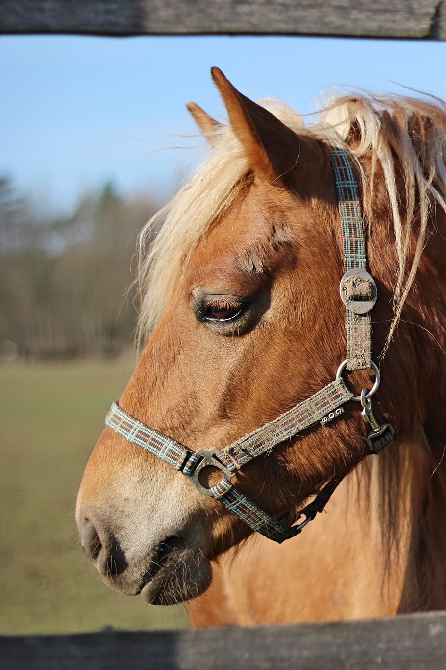 horse, spring, nature, domestic, domestic animals, livestock HD wallpaper
