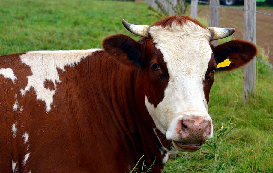 brown dairy cow on green grass field, milk, beef, cattle, ruminant HD wallpaper