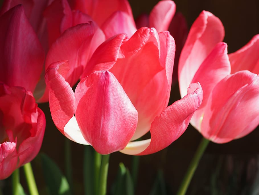 tulip, flowers, plant, nature, springtime, pink Color, petal HD wallpaper