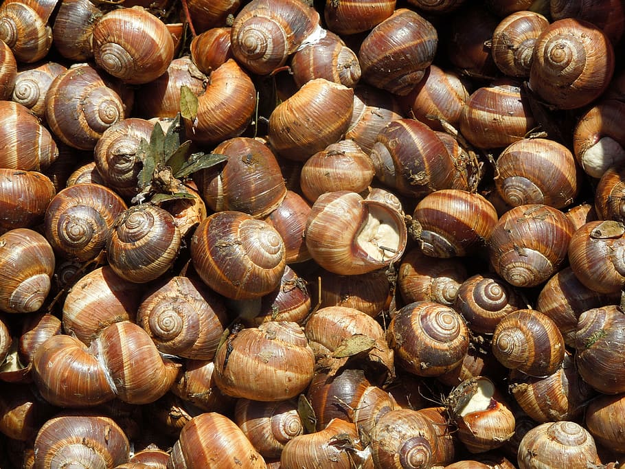 snails, delicacy, full frame, backgrounds, no people, large group of objects HD wallpaper