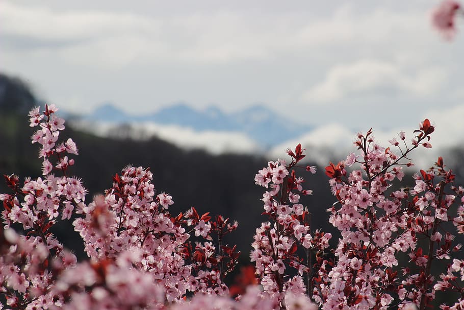 Flowers, Spring, Trees, Pink, flowering tree, mountain, prunus HD wallpaper
