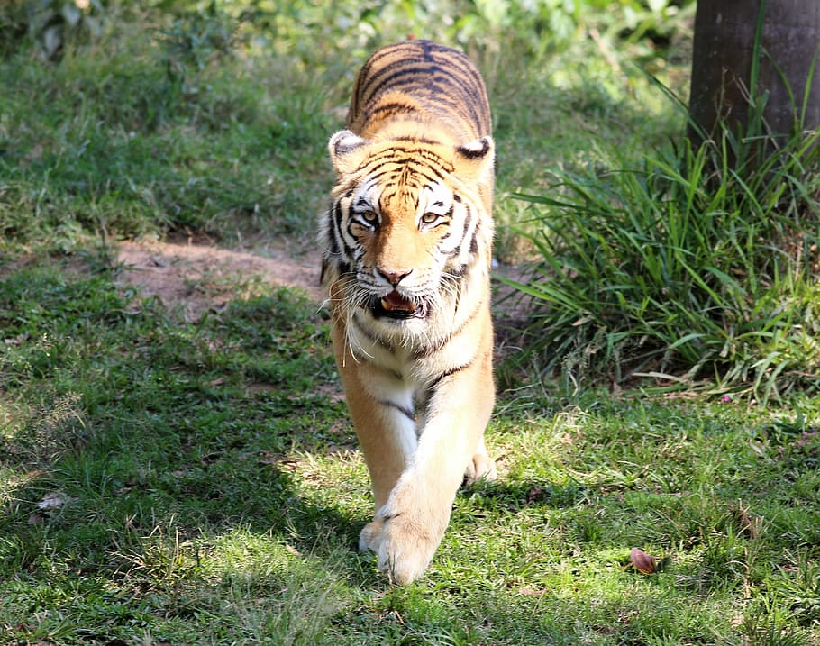 tiger, siberian, zoo, looking, walking, feline, animal themes HD wallpaper