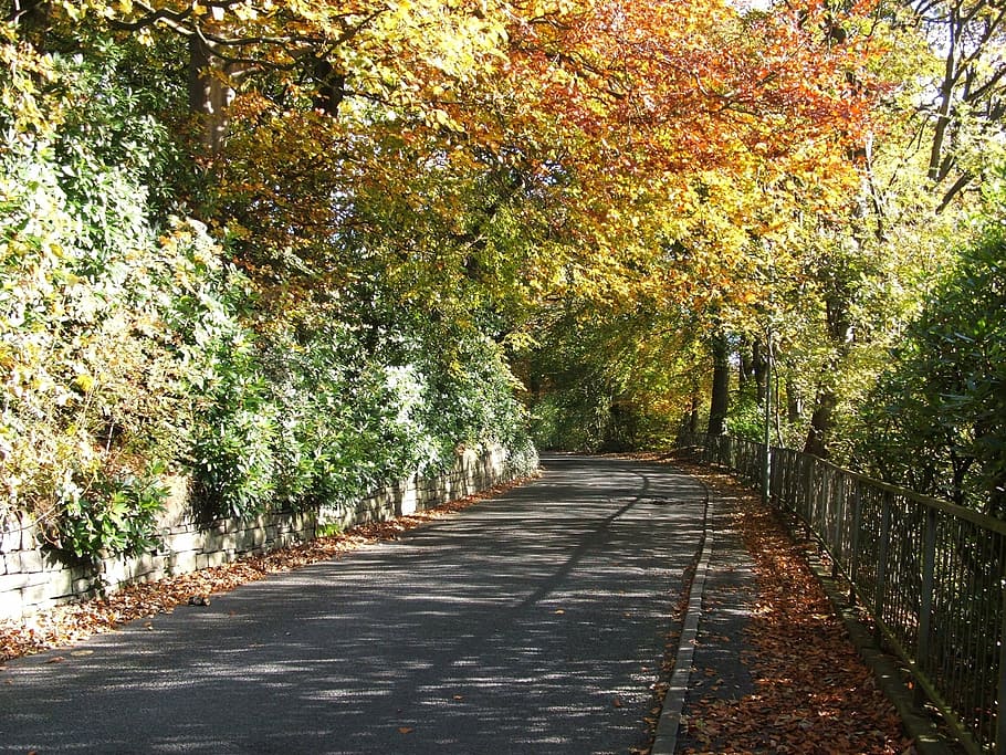 autumn, tree, trees, road, orange, fall, season, landscape HD wallpaper