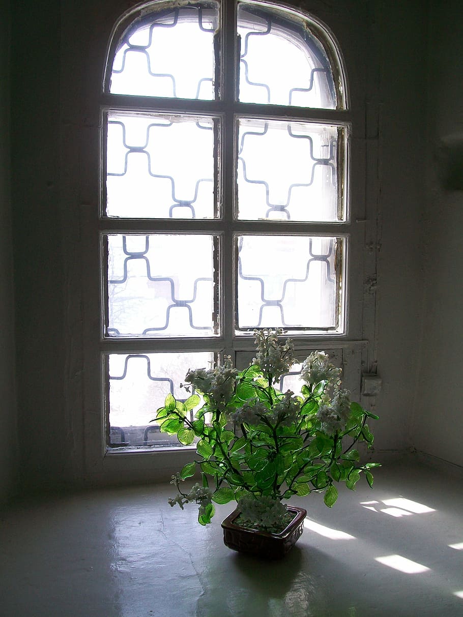 flower, sun, window, indoors, architecture, no People, wall - Building Feature HD wallpaper