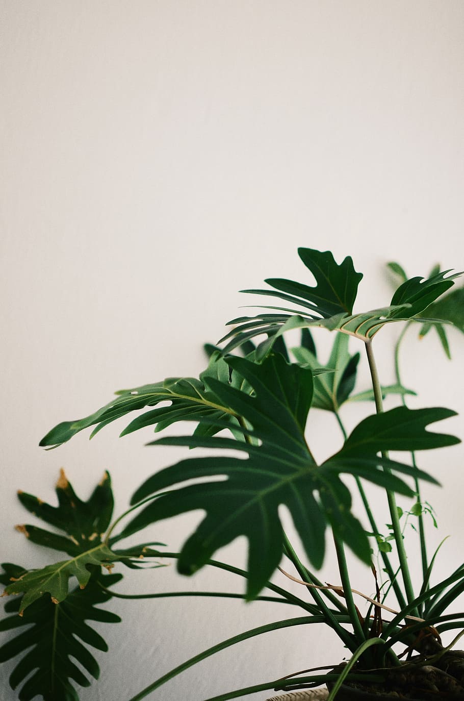 green leaf plant, green leafed plant closeup photo, white, wall HD wallpaper