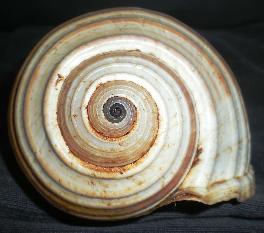 shell, spiral, nature, beauty, close-up, pattern, no people HD wallpaper
