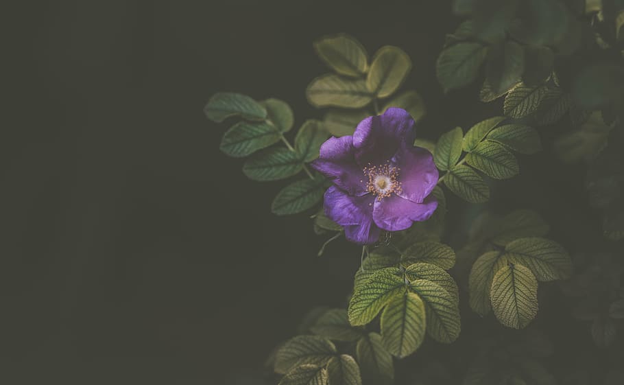 close up photo of purple petaled flowering plant, violet, bloom HD wallpaper