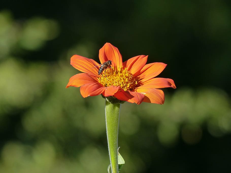 flower, insect, garden, orange, crust, green, autumn, nature HD wallpaper