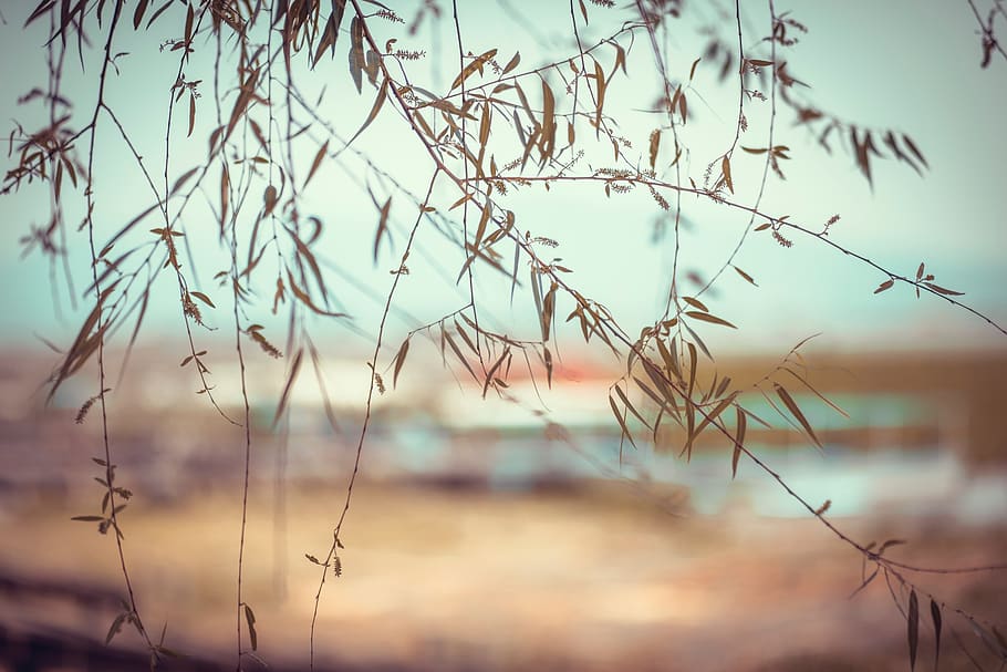 trees, plant, leaves, nature, focus on foreground, no people HD wallpaper