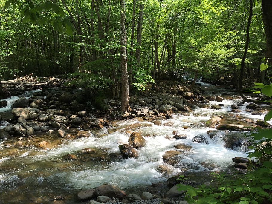 Stream, Nature, Water, Forest, Forest, Park, great smoky mountains national park HD wallpaper